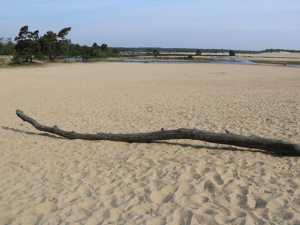 Zandverstuiving in Nationaal Park Loonse en Drunense Duinen bij Waalwijk, met een kale boomtak op het zand en bomen op de achtergrond